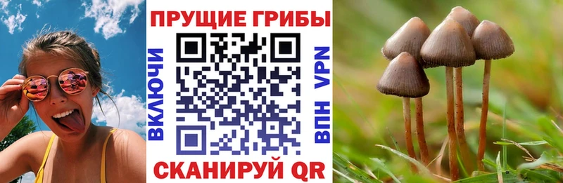 Купить где  Черноголовка  Псилоцибиновые грибы прущие грибы 