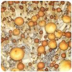 Псилоцибиновые (галлюциногенные)  грибы Psilocybin "Golden Teacher" в Черноголовке