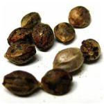Семена марихуаны АК-47  (Seeds AK-47) в Черноголовке
